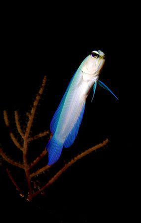 Yellow Head Jawfish. Turks & Caicos
Nikon D2x by Rand Mcmeins 