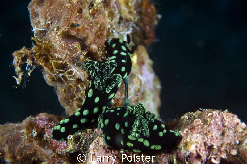 Pair of nudis making babies on the deck of a wrech by Larry Polster 