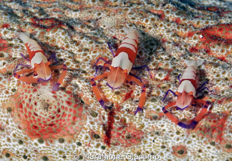 Trio
Nikon D800E , 105 macro, two strobo
Gangga island by Marchione Giacomo 