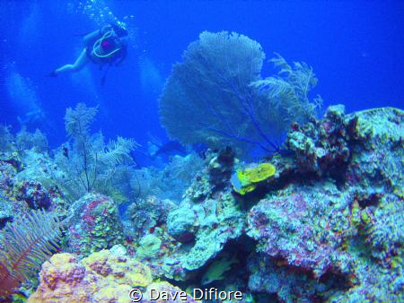 Girl on Reef by Dave Difiore 