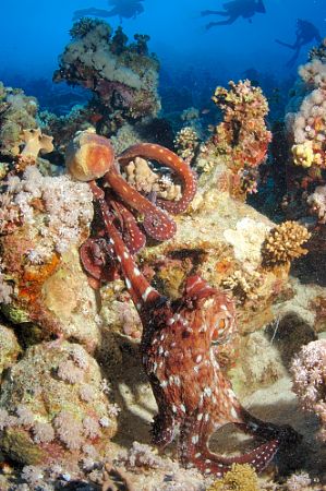 I cought this pair mating in sharm just took a quick pict... by Tunc Yavuzdogan 