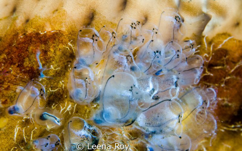 The abstract beauty of tunicates by Leena Roy 