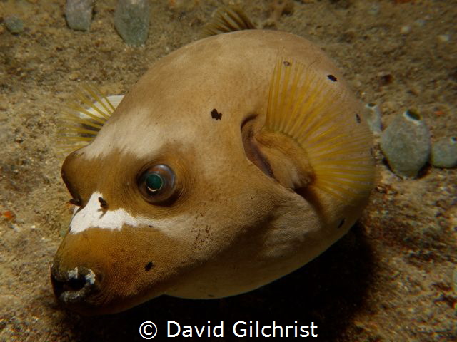 Dog Faced Pufferfish, Chuuk Lagoon by David Gilchrist 