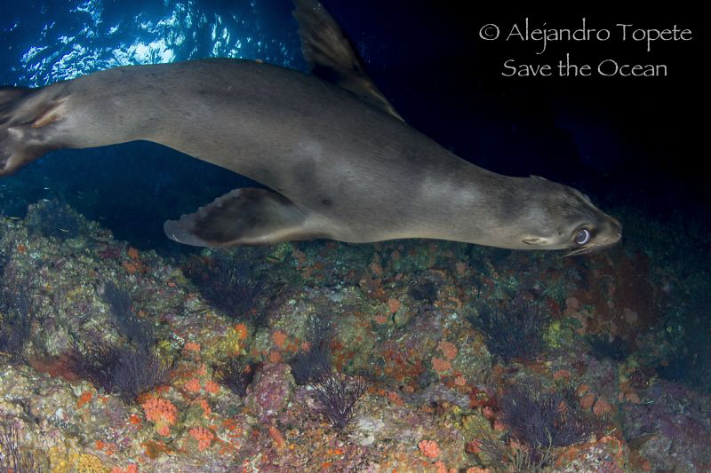 Sea Lion with Sun corals,La Paz Mexico by Alejandro Topete 