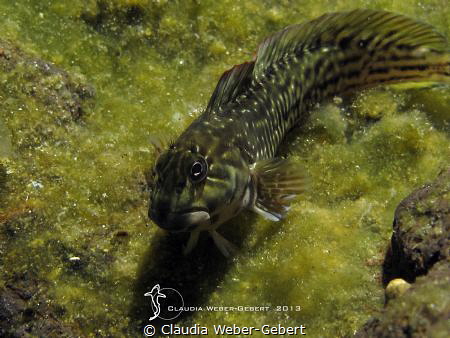 rockpool blennie by Claudia Weber-Gebert 