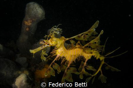 Leafy Seadragon... by Federico Betti 