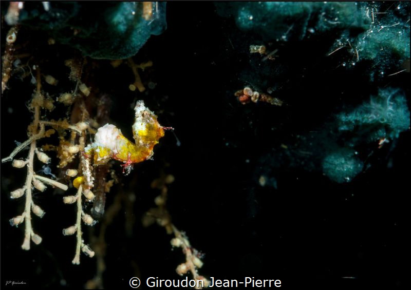 Pontohi Pygmy in Bunaken by Giroudon Jean-Pierre 