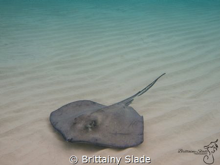 Stingray City, Grand Cayman
right at dawn when the sun w... by Brittainy Slade 