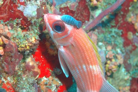 Hitchhiker! Taken in BVI using Nikon D70, macro lens and ... by Tom Blackburn 