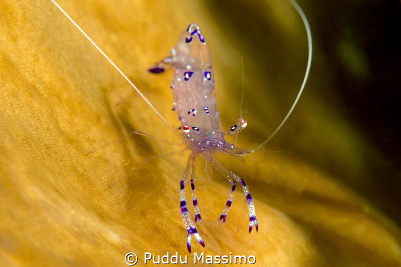 Gangaa Island,nikon d800 e,105 micro by Puddu Massimo 