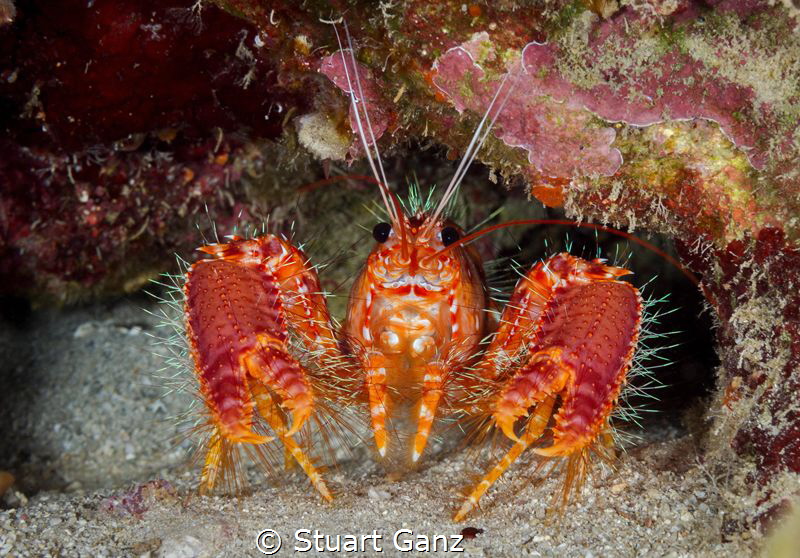 Red Hawaiian Reef Lobster by Stuart Ganz 
