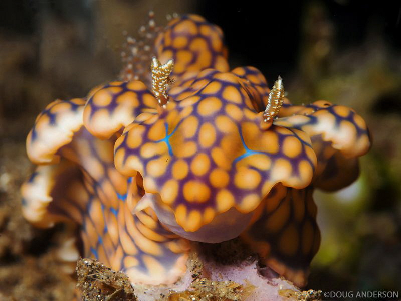 Miamara sinuata, Manado by Doug Anderson 