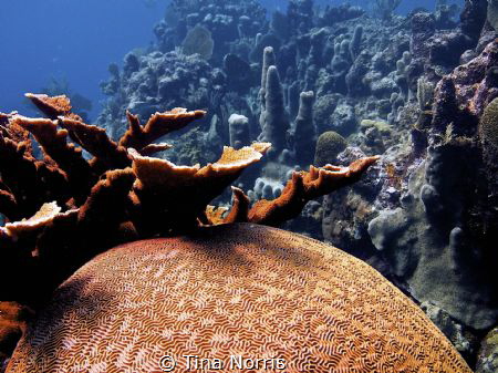 Roatan by Tina Norris 