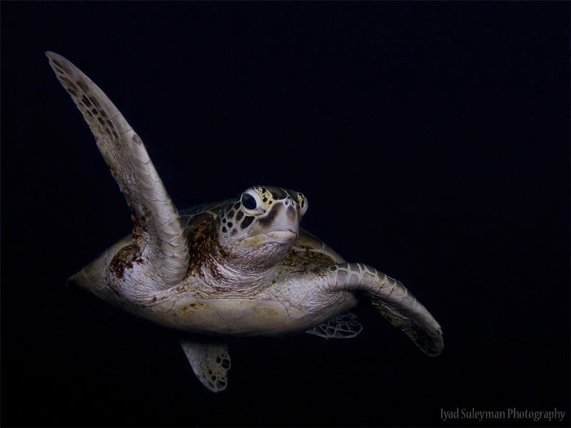 Turtle from Sipadan by Iyad Suleyman 