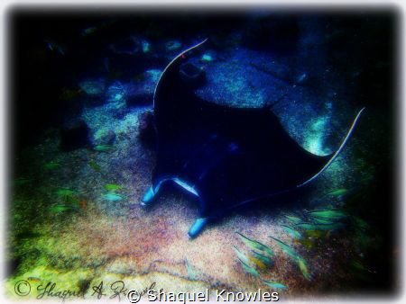 "Soaring Through The Ruins of Atlantis"
Former resident ... by Shaquel Knowles 