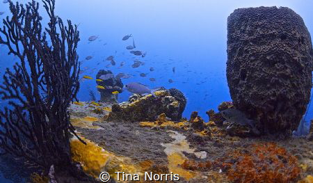 Love the color that I was able to capture without a strobe by Tina Norris 