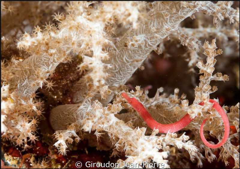 A small red stignate by Giroudon Jean-Pierre 