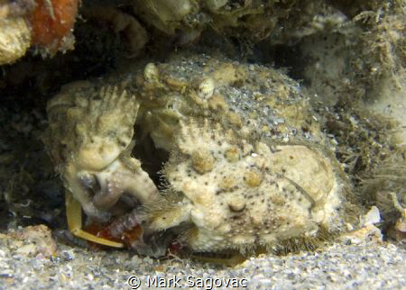 Box Lunch- Box Crab dissecting his lunch (small mollusk) ... by Mark Sagovac 
