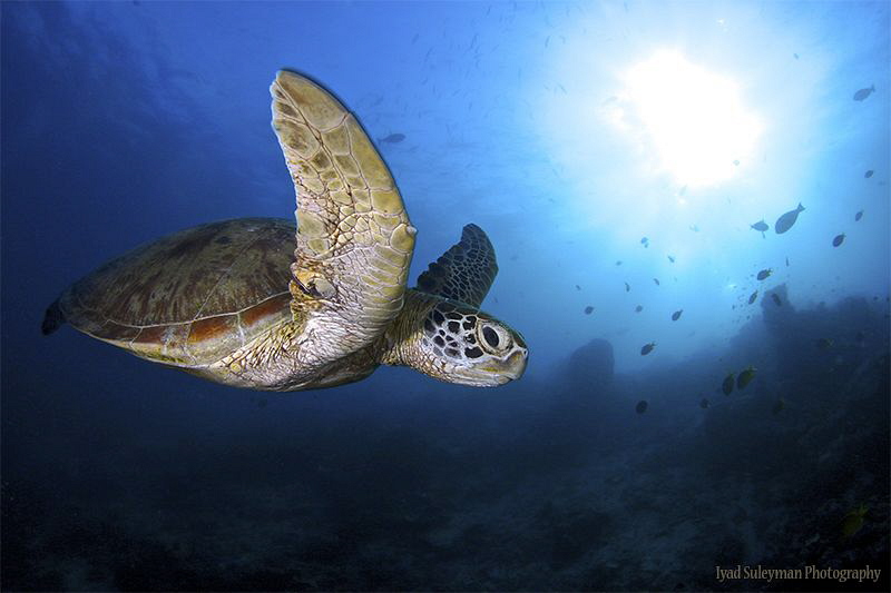 Turtle at mysterious Sipadan by Iyad Suleyman 