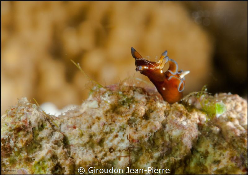 Small nudi by Giroudon Jean-Pierre 