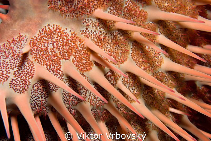 Acanthaster planci by Viktor Vrbovský 