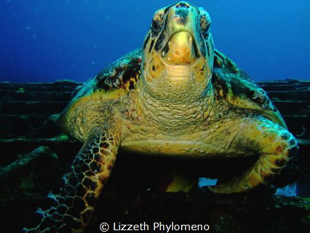 Resident from Shipwreck C-55 by Lizzeth Phylomeno 
