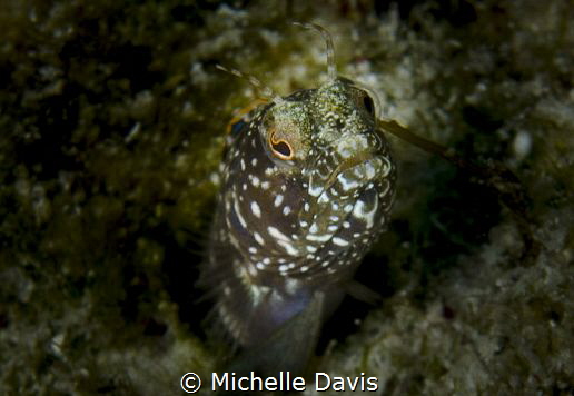 Sailfin Blenny by Michelle Davis 