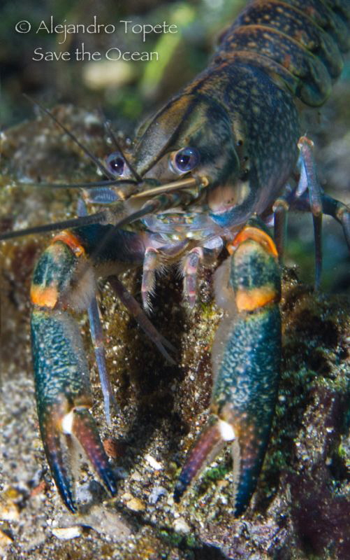 Langostino de Rio, Las Estacas Mexico by Alejandro Topete 