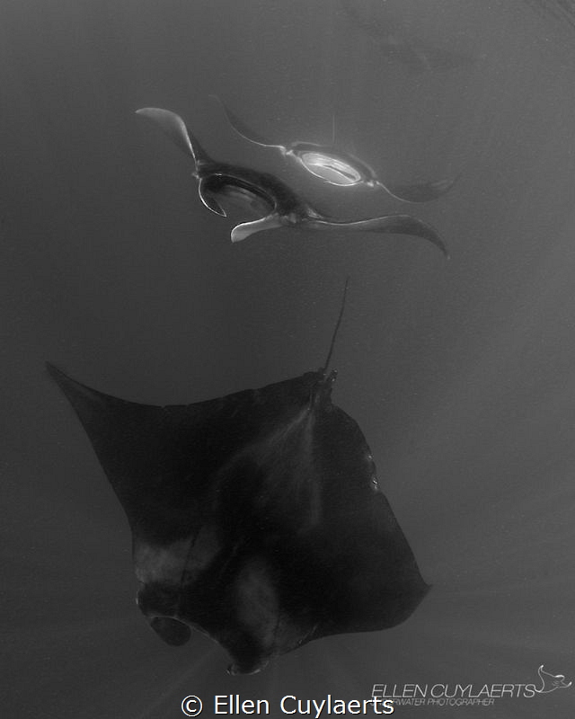 Manta train by Ellen Cuylaerts 