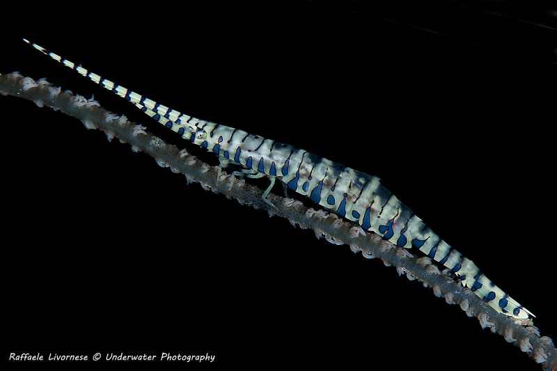 Saw blade shrimp by Raffaele Livornese 