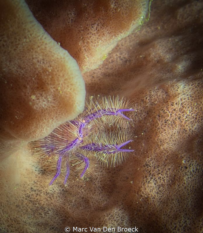 small lobster on red sponge by Marc Van Den Broeck 