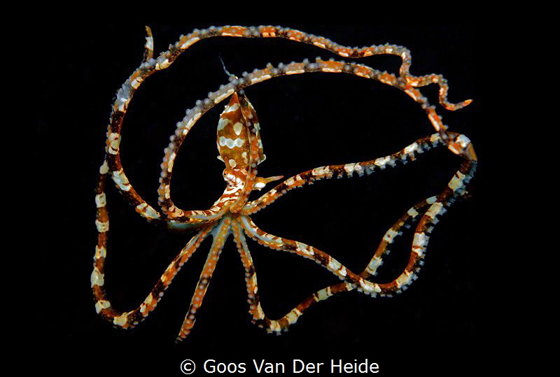Wonderpus by Goos Van Der Heide 