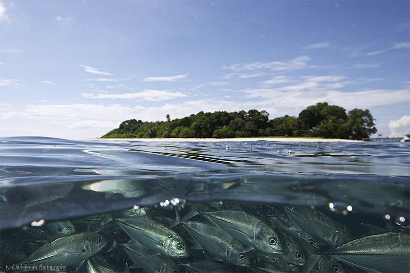 School of Jackfish at Sipadan Island by Iyad Suleyman 