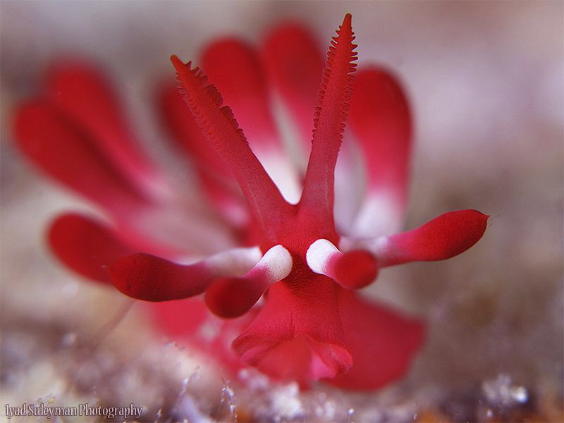 Nudibranch from Mabul Island by Iyad Suleyman 