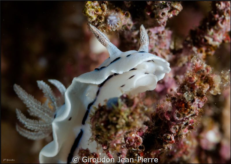 White nudi by Giroudon Jean-Pierre 