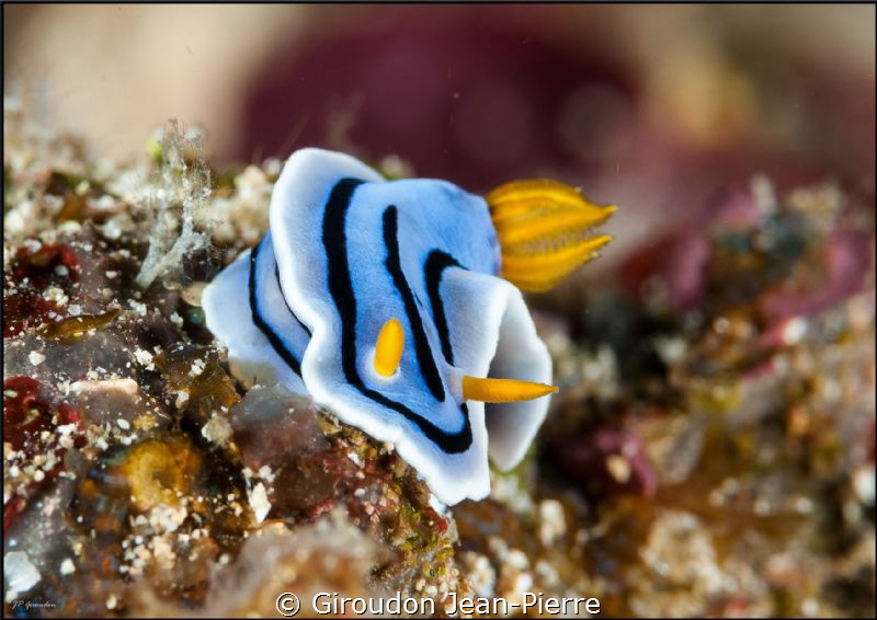 Nudi en balade by Giroudon Jean-Pierre 