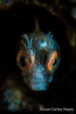 I'm watching you by Juan Carlos Reyes 