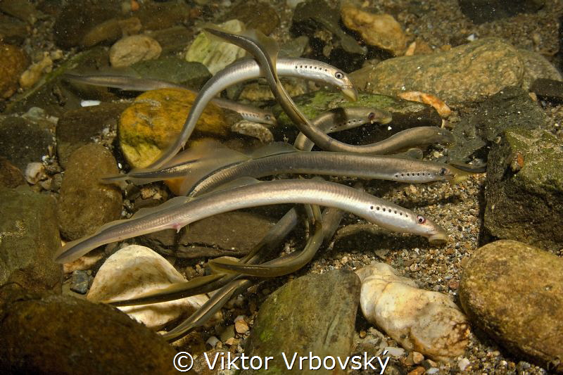 European Brook Lamprey (Lampetra planeri) - grupensex in ... by Viktor Vrbovský 