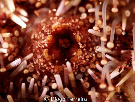 "Look under the surface you may discover uniqueness" by Diogo Ferreira 