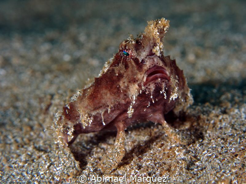 Batfish by Abimael Márquez 