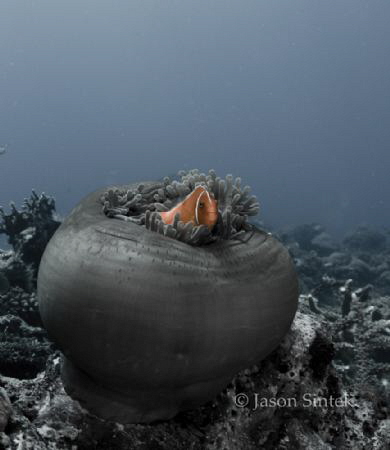 Anemone by Jason Sintek 