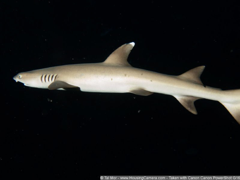 Little shark quickly passed me by.  Luckily my camera was... by Tal Mor 