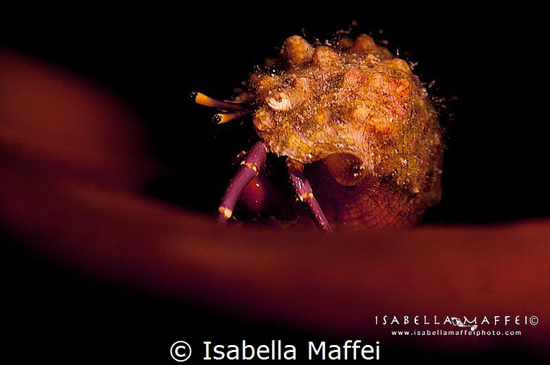 "WALKING ON FIRE" by Isabella Maffei 