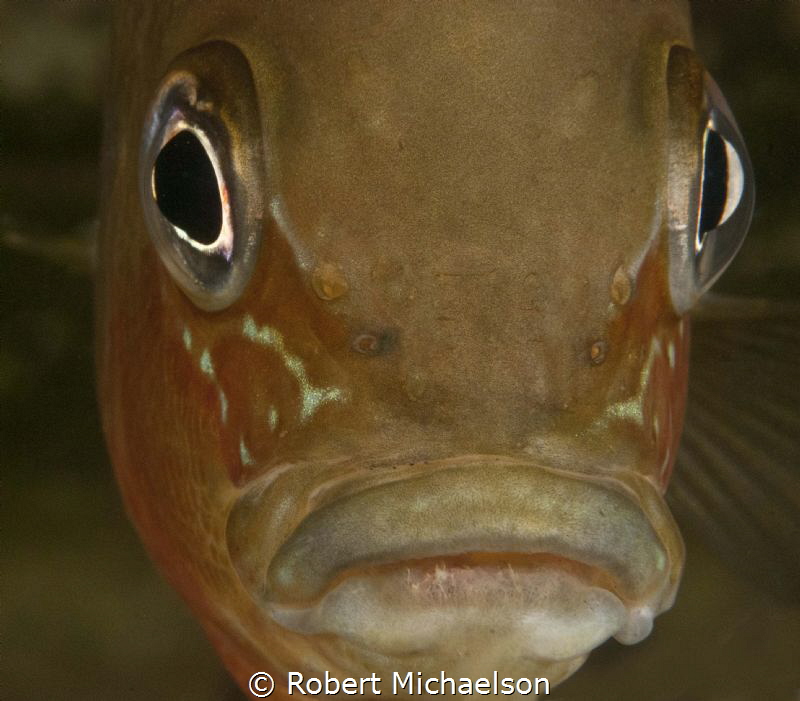 Freshwater Perch in the Comal River, New Braunfels Texas.... by Robert Michaelson 