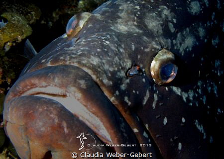 ..look into my eyes, baby.... by Claudia Weber-Gebert 
