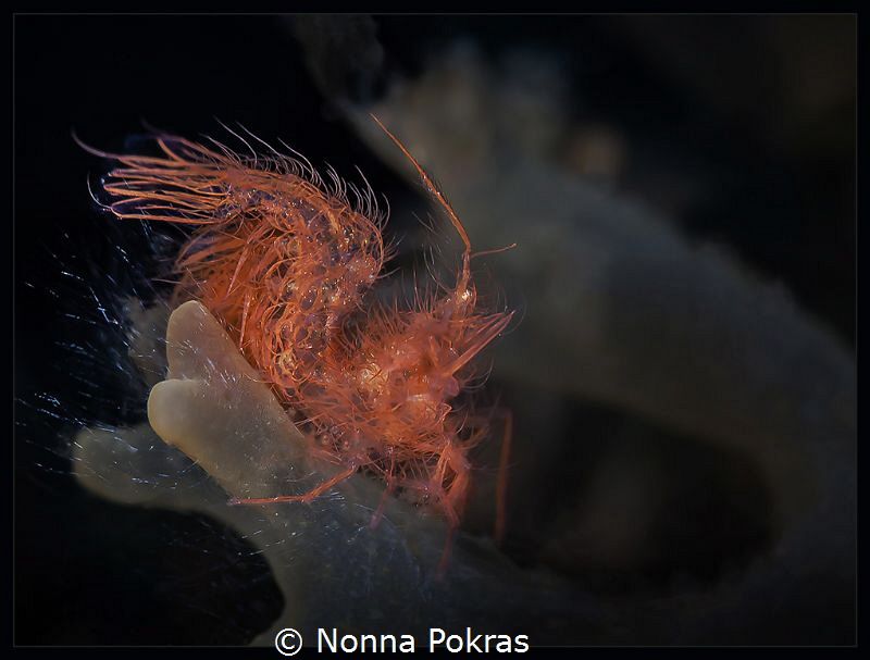 Hairy shrimp by Nonna Pokras 