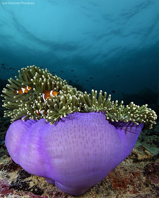 Anemone bowl by Iyad Suleyman 