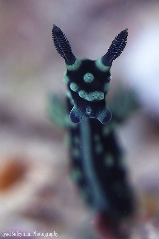Nudibranch portrait by Iyad Suleyman 
