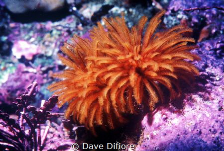 Monastery trench tube worms by Dave Difiore 