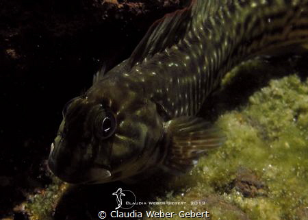 rockpool blennie portrait
El Hierro - Canary Islands by Claudia Weber-Gebert 